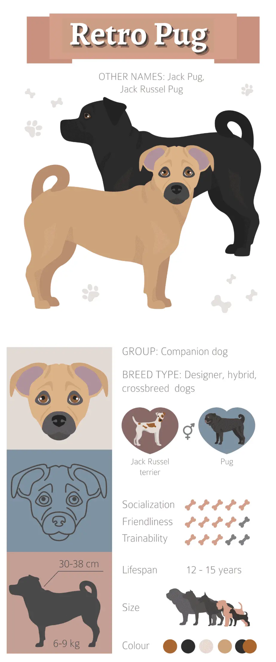 Retro Pug Infographic illustration