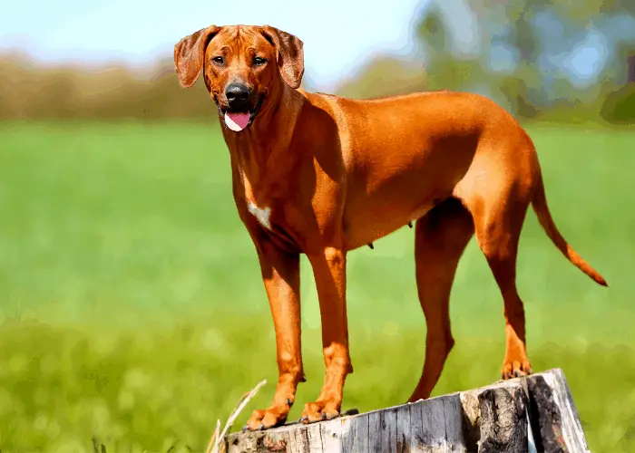 9 Historical African Dog Breeds List ( With Photos ) 9 Rhodesian Ridgeback standing on a stump tree