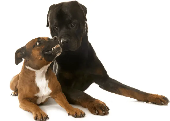 Rottweiler and pit bull dog annoying each other