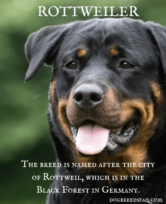 Rottweiler Complete Information 6 Rottweiler's name history image