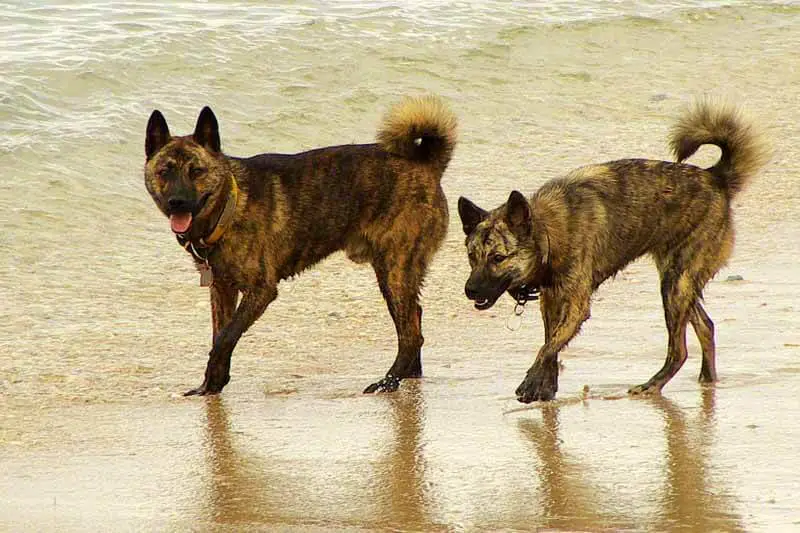 13 Japanese Dog Breeds List (POPULAR Dogs In Japan) 34 Ryukyu Inu Pair on the beach