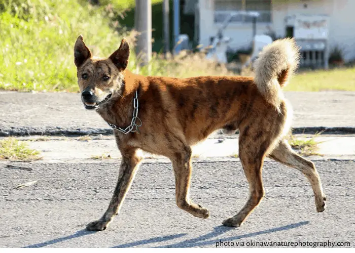 The 13 Japanese Dog Breeds ( Popular Dogs from Japan) 10 Ryukyu Inu walking in okinawa streets
