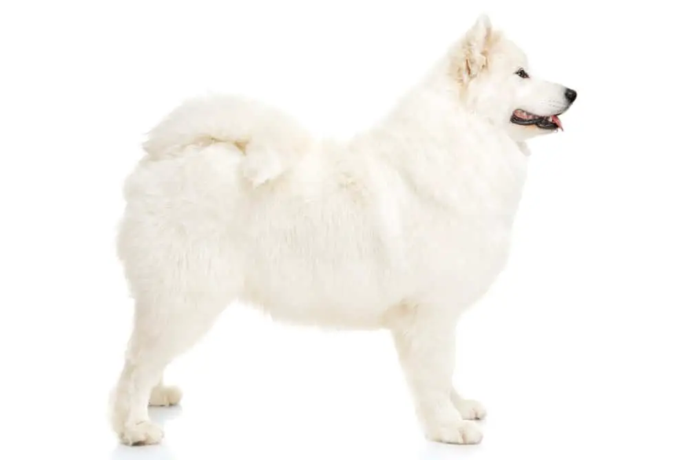 Samoyed dog photographed on white background