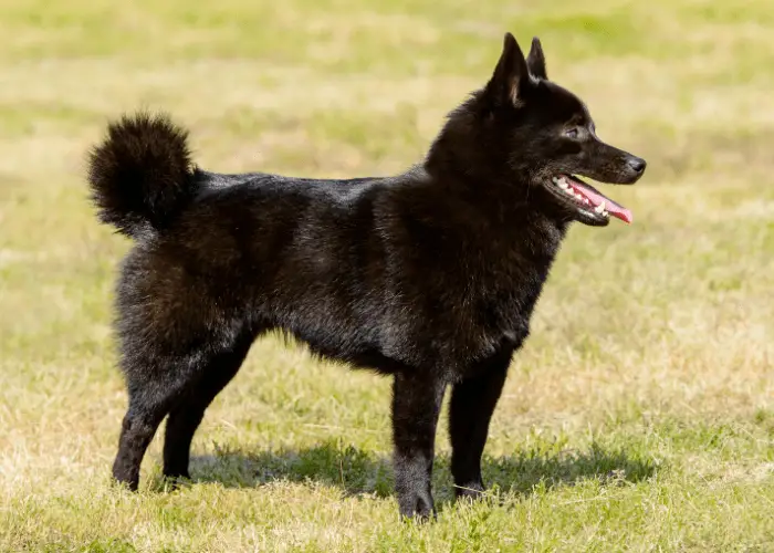 Schipperke dog standing on the lawn