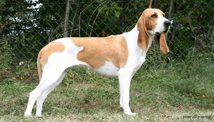 11 Switzerland Dog Breeds 10 Schwyz Hound in the park standing