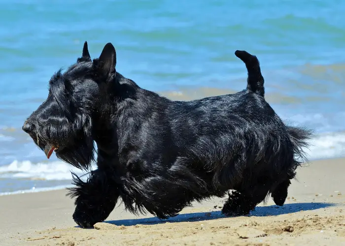 65 British Dog Breeds 62 black Scottish Terrier running on the beach