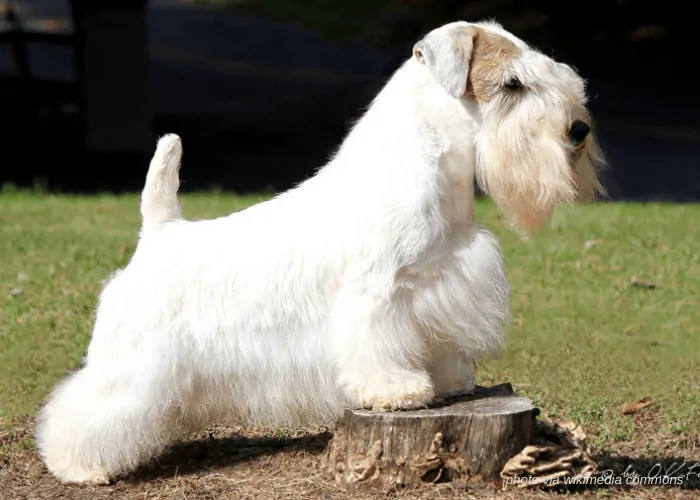 Sealyham Terrier with 2 feet on a tree stump