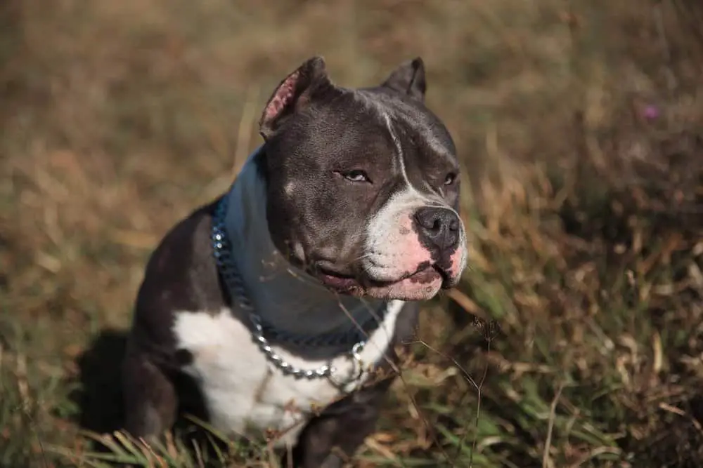 Serious-looking American Bully frowning and staring into the distance