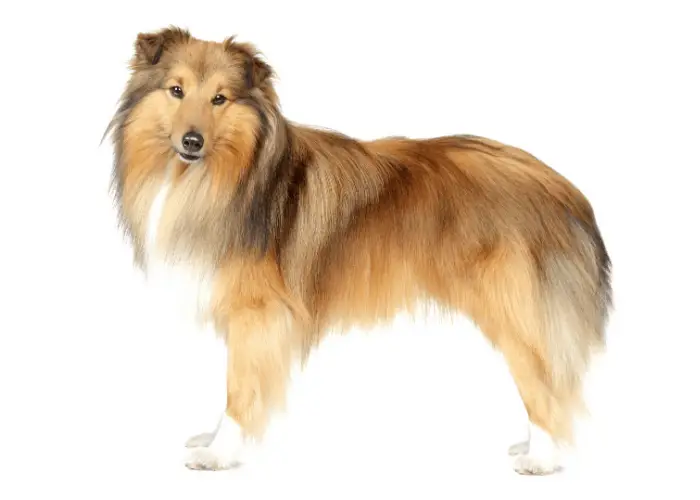 13 Smartest Small Dogs- Small But Terribly Intelligent 3 Shetland Sheepdogs standing against a white background