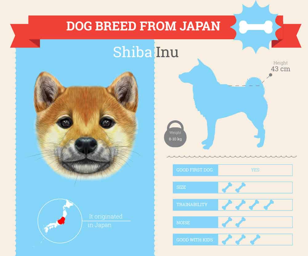 13 Japanese Dog Breeds List (POPULAR Dogs In Japan) 32 Shiba Inu Infographic