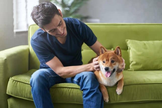 Are Shiba Inus Good For First Time Dog Owners Dog Breeds Faq