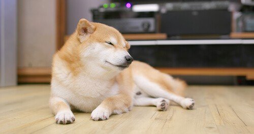 Are Shiba Inus Good With Cats Dog Breeds Faq