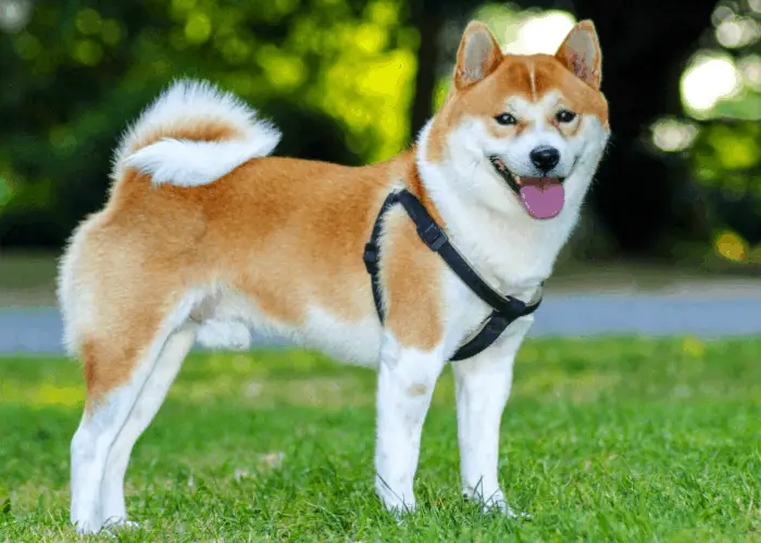 What is a Shiba Inu Scream? 2 Shiba inu with body harness standing on the lawn