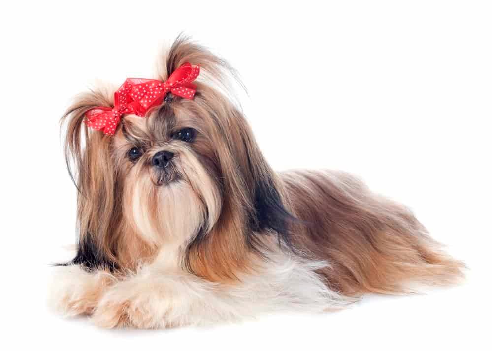 Shih Tzu dog breed with red ribbon on white background