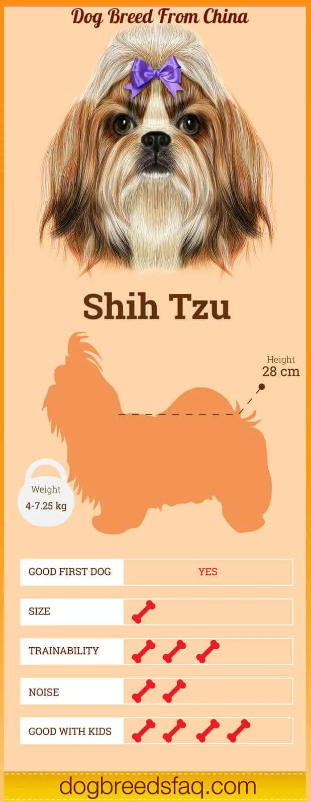 Shih tzu dog infographic