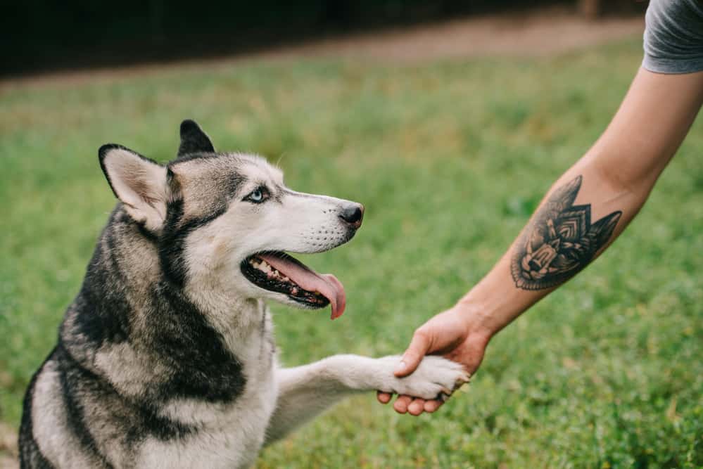 Siberian husky giving a paw to its owner