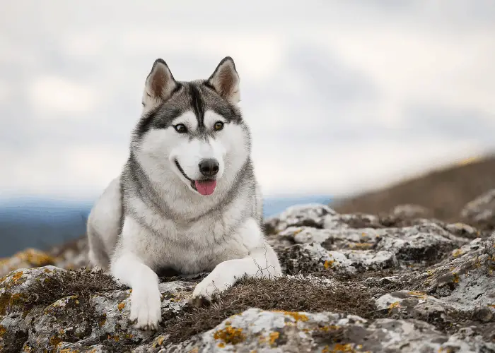 are siberian huskies good therapy dogs