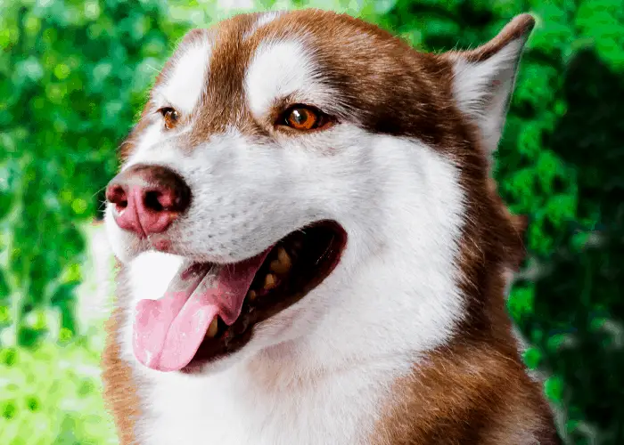 Siberian husky con la lingua fuori nel cespuglio