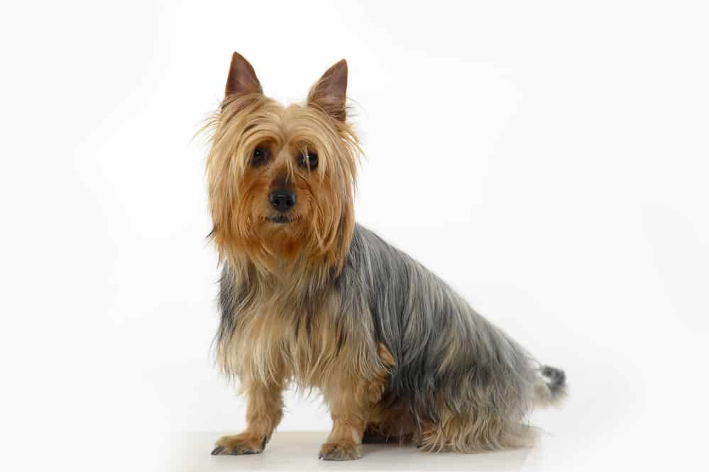13 Popular Native Australian Dog Breeds List 10 Australian Silky Terrier photographed in front of light gray background