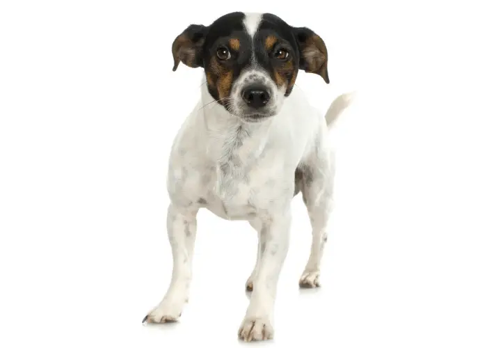 65 British Dog Breeds 45 Smooth Fox Terrier photo on white background