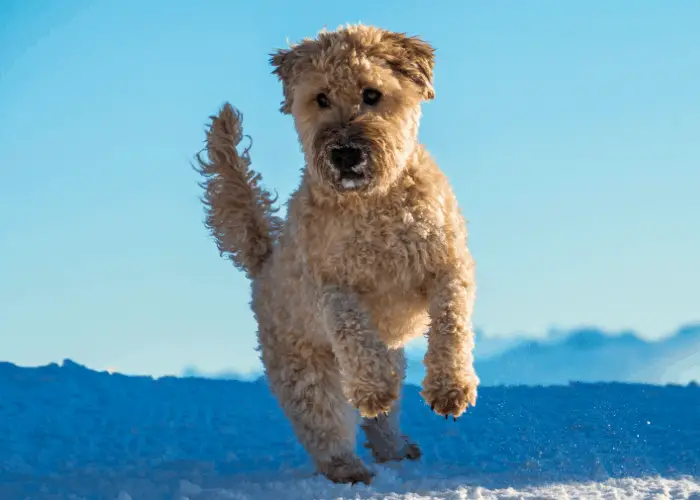 65 British Dog Breeds 59 Soft Coated Wheaten Terrier jumping outdoors