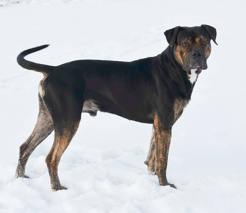 Spanish Dogo standing on the snow