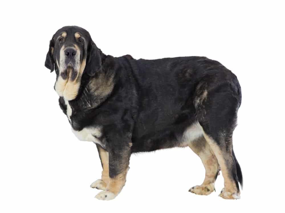 Spanish Mastiff photographed against a white background