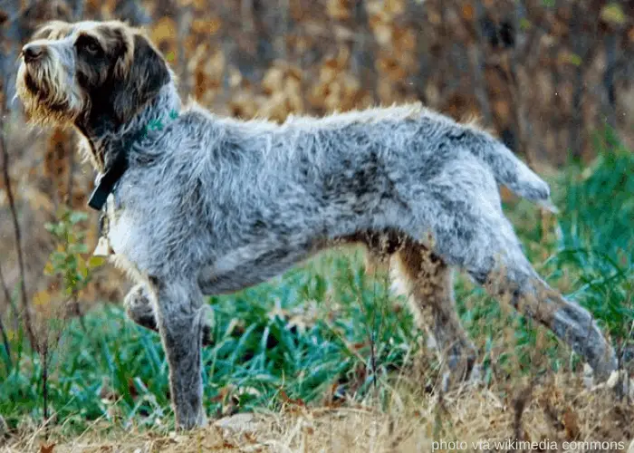 13 Amazingly Unique Italian Dog Breeds (FAMOUS ITALIAN DOGS) 13 Spinone Italiano in the bush