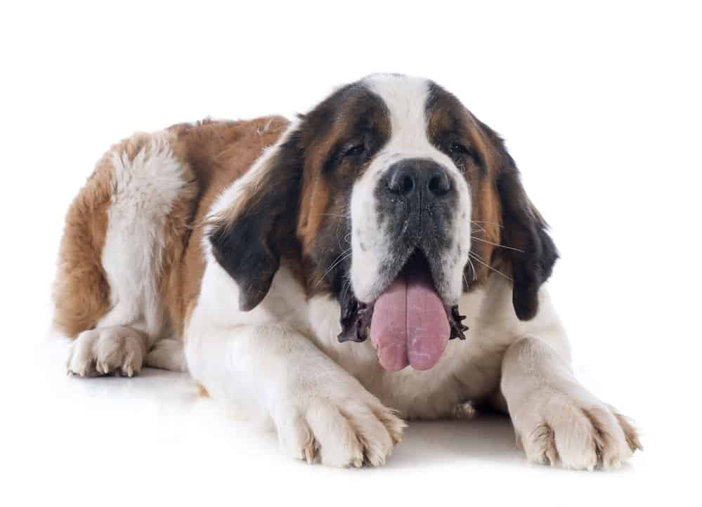 St. Bernard dog breed lying on white background