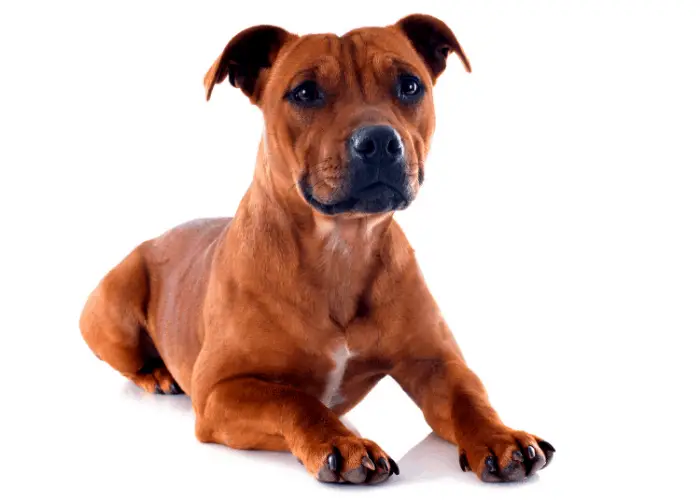 Staffordshire Bull Terrier Complete Information 2 Staffordshire bull terrier image on white background