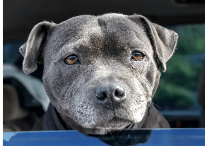 Staffordshire bull terrier looking out of the car