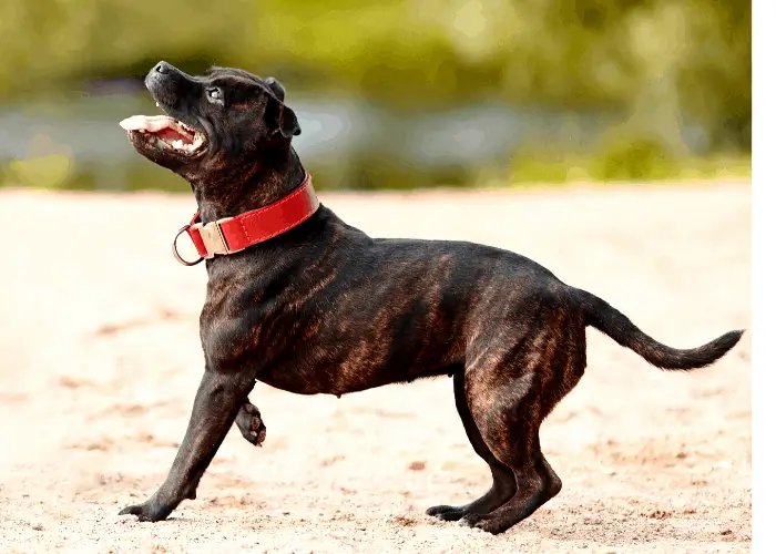 Staffordshire Bull Terrier Complete Information 7 Staffordshire bull terrier on the beach