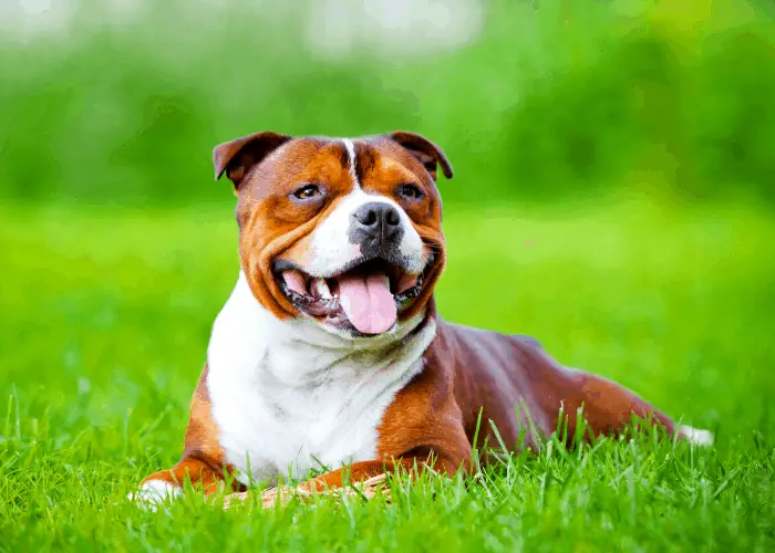 25 Dogs That Look Like Pugs 15 Staffordshire bull terrier on the green grass
