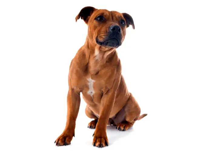 Staffordshire Bull Terrier Complete Information 10 Staffordshire bull terrier photo on a white background