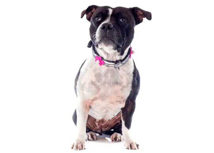 Staffordshire Bull Terrier Complete Information 3 Staffordshire bull terrier with artistic leash on white background