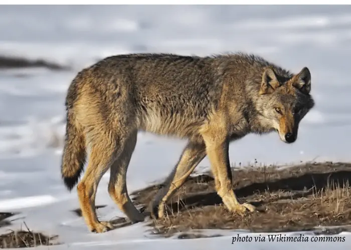 13 Scariest and Largest Wolves in the World 9 Steppe Wolf
