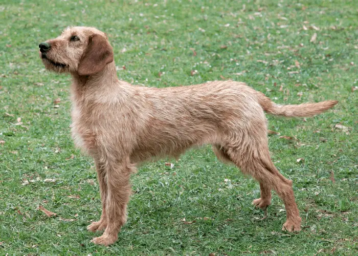 5 Austrian Dog Breeds 5 Styrian Coarse-Haired Hound standing on the lawn