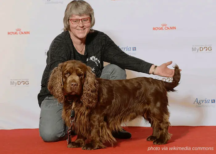 65 British Dog Breeds 47 Sussex Spaniel with owner in a dog show