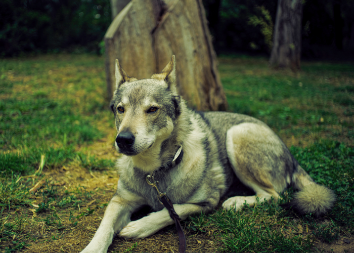 21 Dogs That Look Like German Shepherds: The K9 Doppelgängers 16 Tamaskan dog on a leash in the backyard