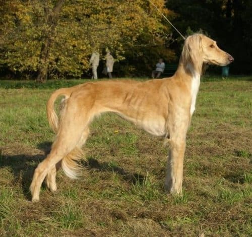93 Adorable Asian Dog Breeds You Will Fall In Love With 18 Tazy dog breed