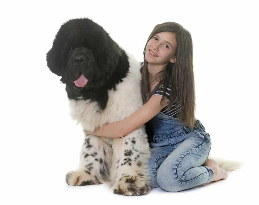 7 Famous Canadian Dog Breeds List | Dog Breeds FAQ 5 Teenager and newfoundland dog on white background