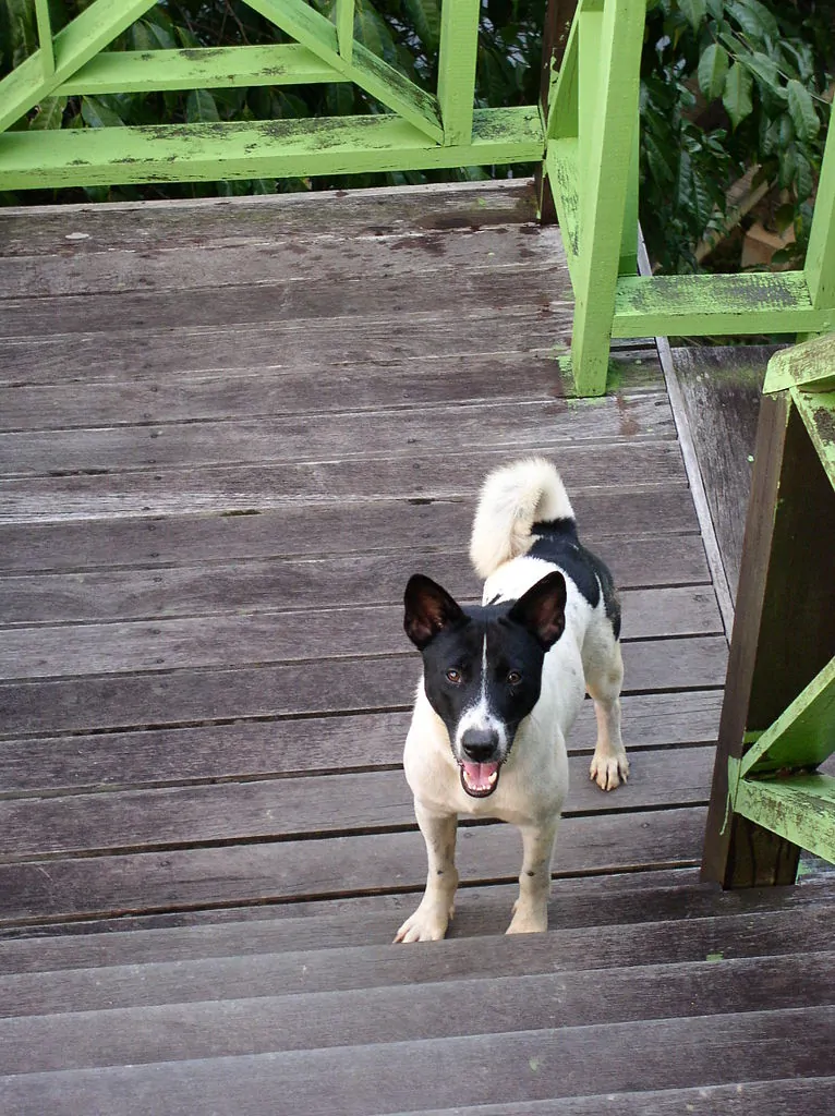 93 Adorable Asian Dog Breeds You Will Fall In Love With 16 telomian dog going upstairs