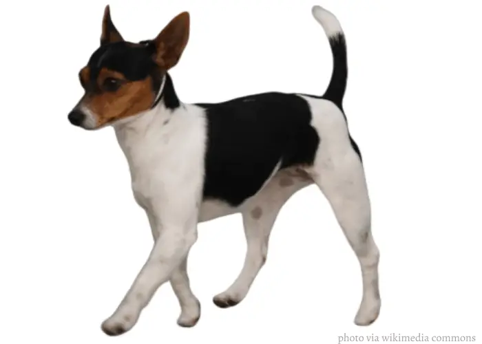 13 Popular Native Australian Dog Breeds List 26 Tenterfield terrier walking on a white background