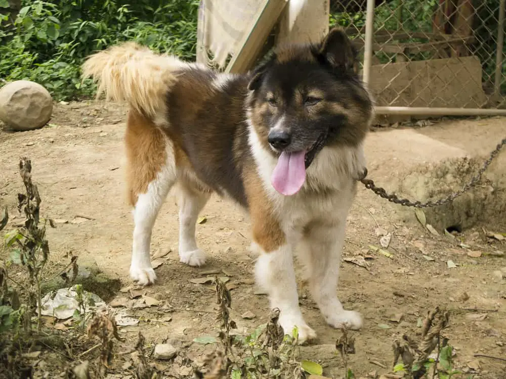 93 Adorable Asian Dog Breeds You Will Fall In Love With 11 Thai Bangkaew dog