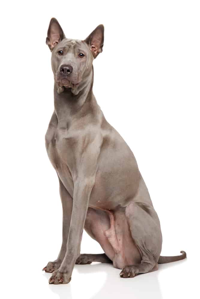 93 Adorable Asian Dog Breeds You Will Fall In Love With 12 Thai Ridgeback dog on white background