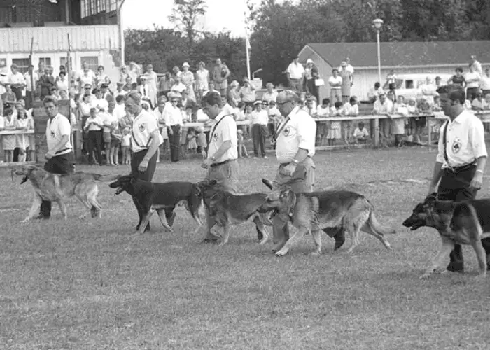 Belgian Malinois vs. German Shepherd - Detailed Comparison 18 The Club for German Shepherd Dogs vintage photo