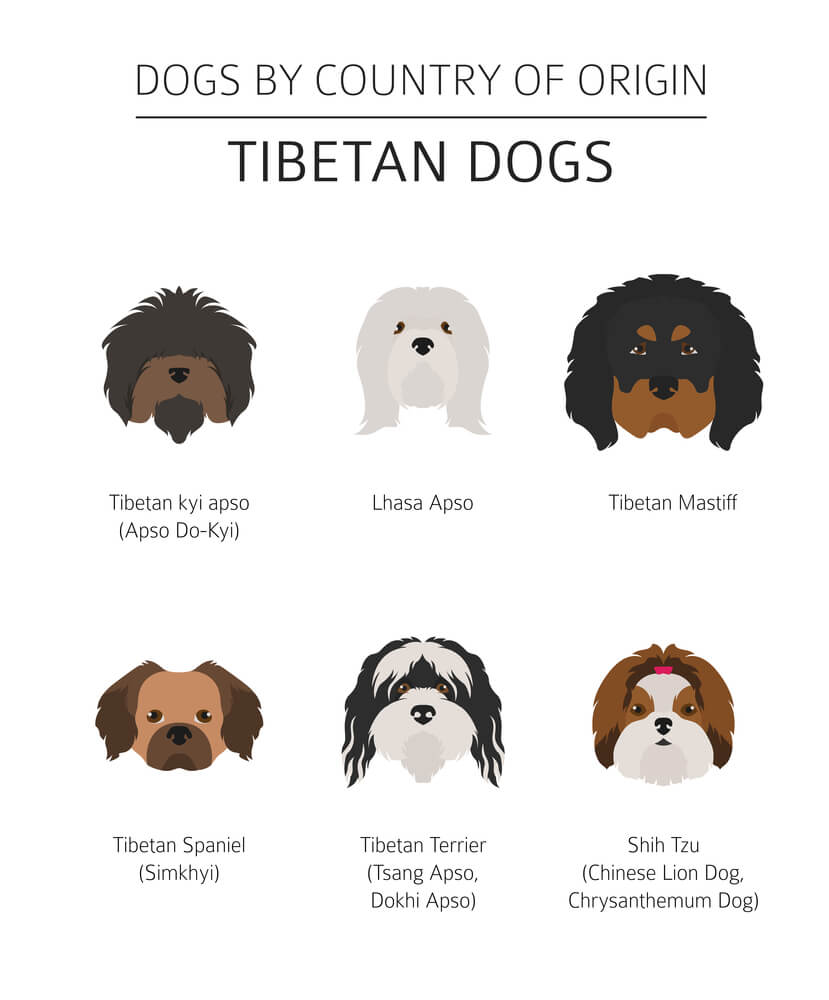 Tibetan Dog Breeds