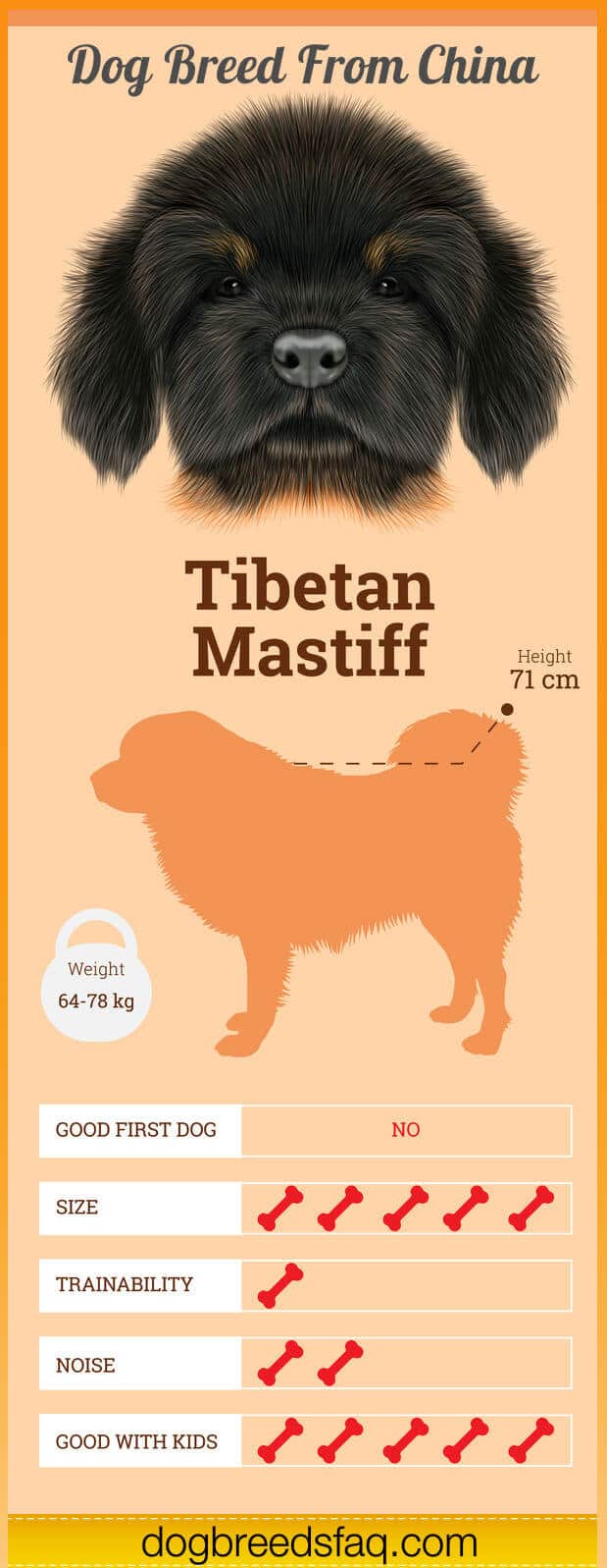 Tibetan Mastiff Infographic