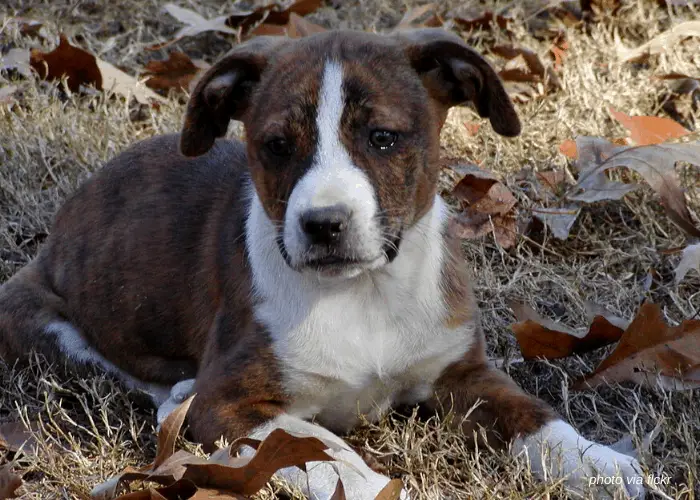 43 Popular United States Dog Breeds 40 Treeing Cur resting under the tree
