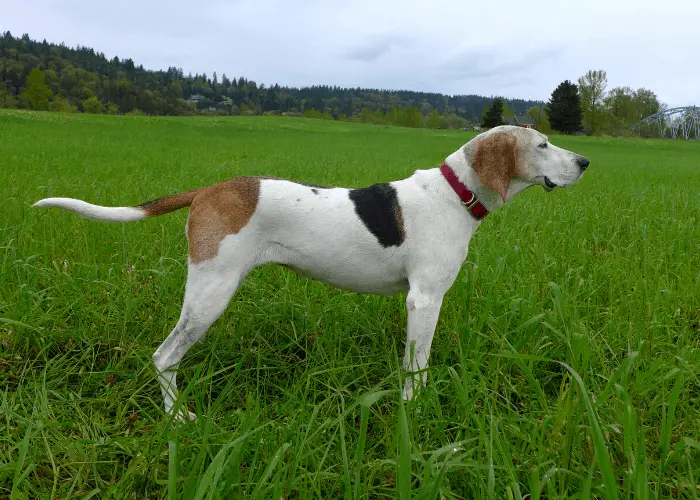 Treeing Walker Coonhound standing in the green fields